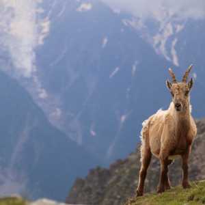 Tour du Mont Blanc Chamonix